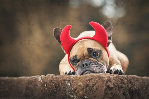 Cute French Bulldog dog wearing Halloween costume with red devil horns and tail