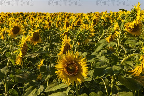 Field of sun flowers