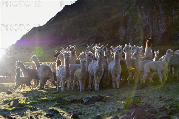 Group of alpacas