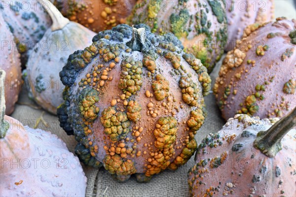 Beautiful 'Musquee de Maroque' pumpkin with warts
