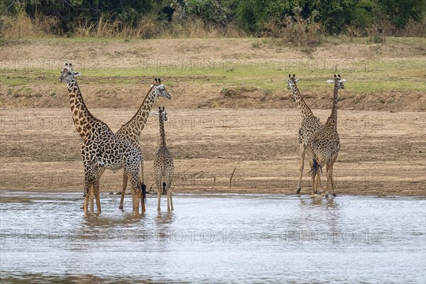 Rhodesian giraffe