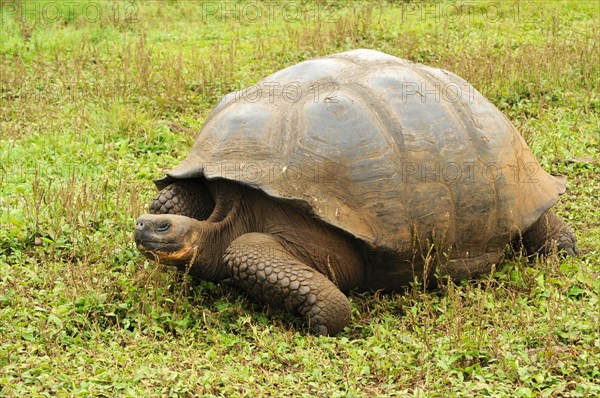 Galapagos giant tortoise on Santa Cruz