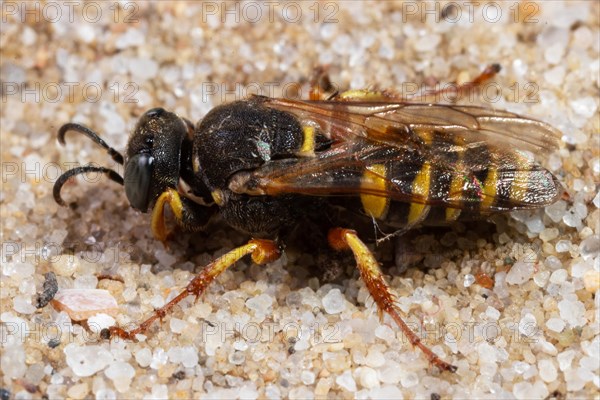 Large fly spider wasp sitting on sandy bottom seen on left side