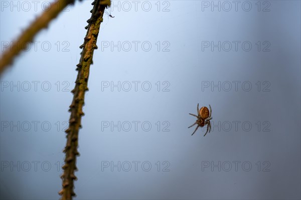 Spider in the forest