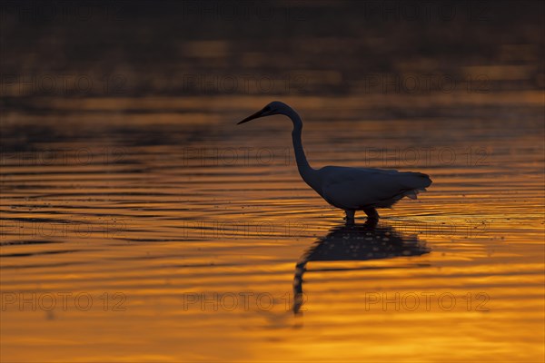 Great egret