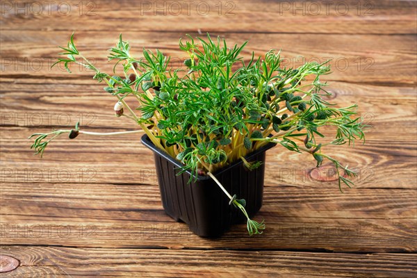 Fresh microgreens. Sprouts of lupine on wooden background