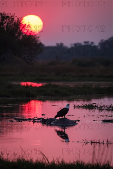 Fish eagle