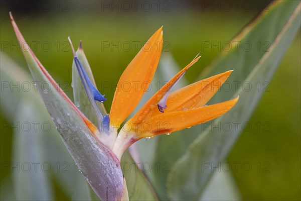 Strelitzia