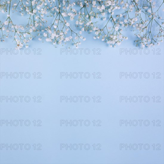 Top border made with white baby s breath flowers blue background. Resolution and high quality beautiful photo