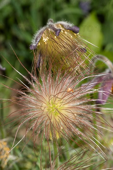 Black meadow pasque flower two inflorescences on top of each other