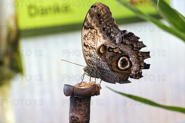 Owl butterfly