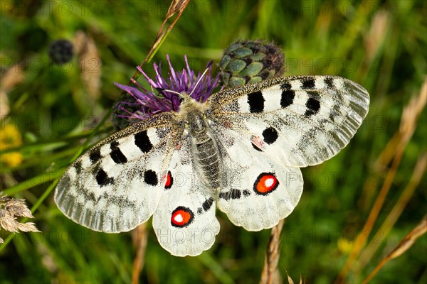 Apollo butterfly with open wings sitting on purple flower from behind