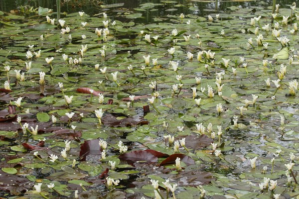 Cape-pondweed