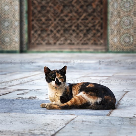 Tricolour cat in the courtyard