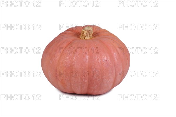 Pastel pink colored 'Miss Sophie Pink' Halloween pumpkin on white background