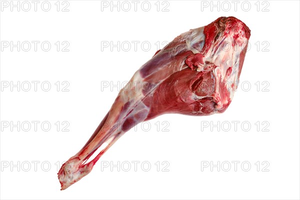 Raw hind quarter of deer leg isolated on white