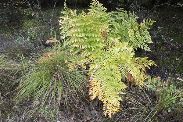 Royal fern