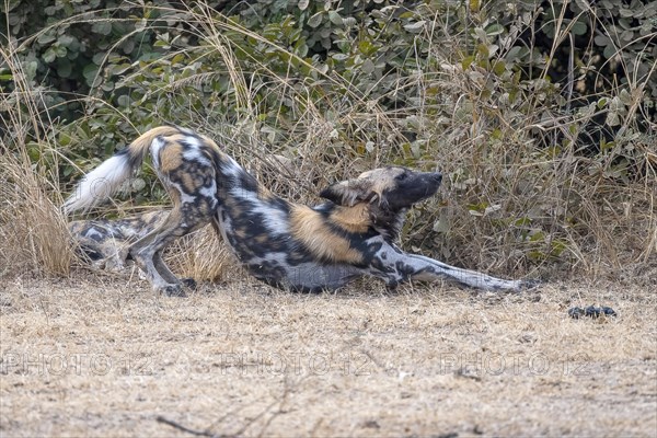 African wild dog