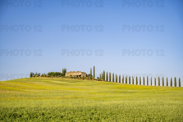 Poggio Covili estate with cypress