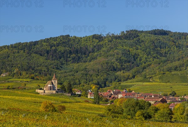 Autumn vineyards in Alsace