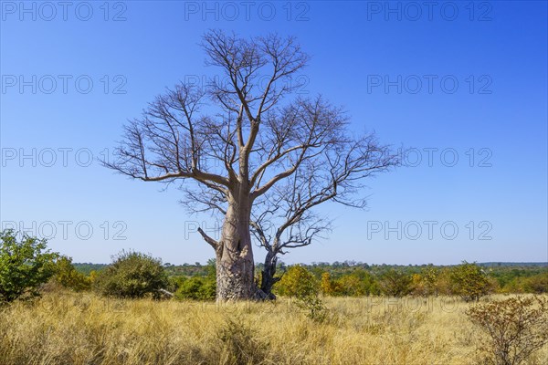 Baobab