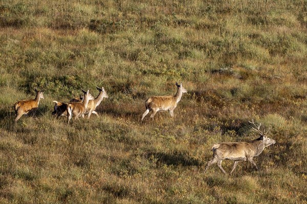 Red deer