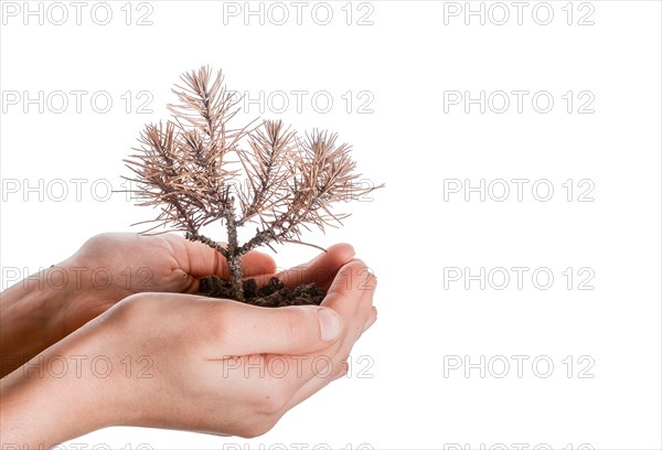 Hand holding a dead tree in hand in a handful soil on a white background