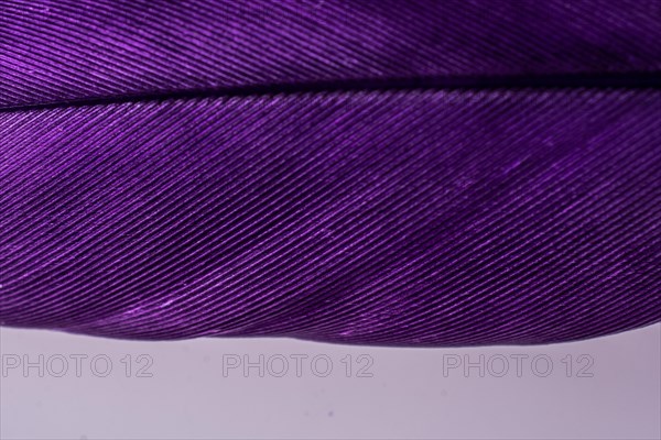 Studio shot photo of colored bird feathers as texture background