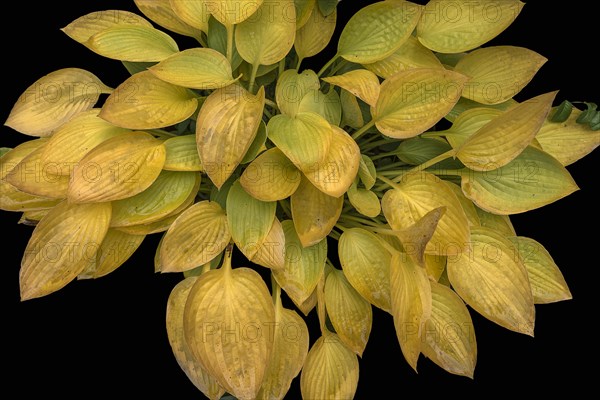 Autumnal hosta on black ground