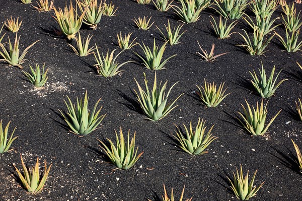 Aloe Vera Plantation at Orzola