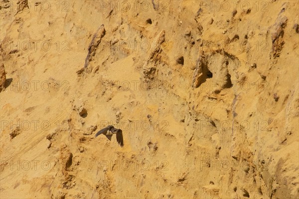 Sand martin flying right looking in front of sand wall with breeding holes