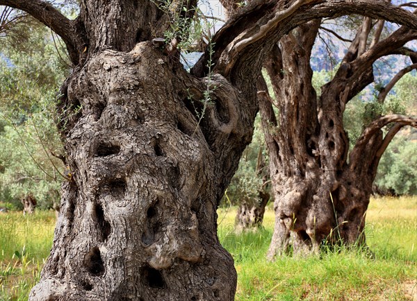 Old olive trees with thick trunks
