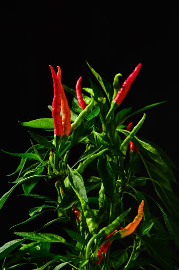 Macro photo of red thai chili pepper