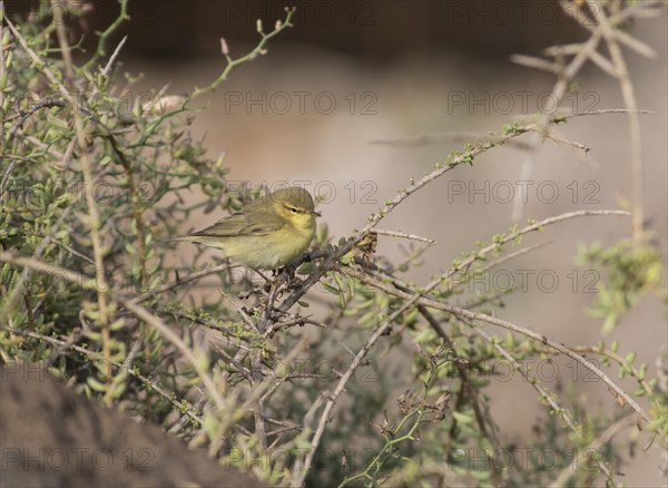 Spanish Chiffchaff