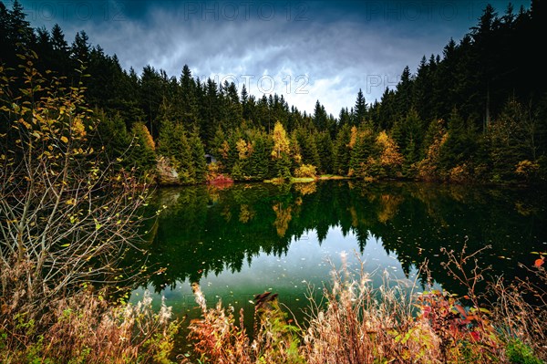 The river "Weisse Sehma" forms a small pond in the middle of the spruce forest in the Ore Mountains below the Fichtelberg