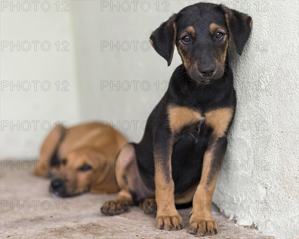 Cute rescue dogs shelter waiting adopted