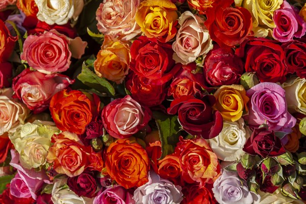 Many colourful rose petals