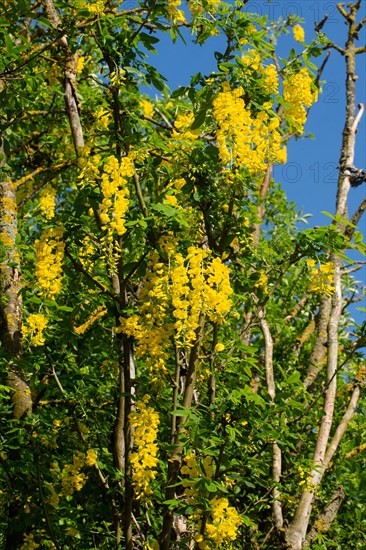 (Laburnum) tree with a few flower panicles with several open yellow flowers against a blue sky