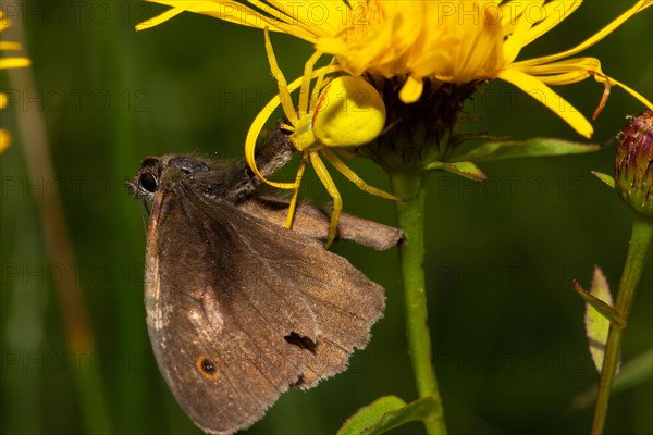 Variable crab spider yellow spider brown butterfly feeding on yellow flower sitting left looking