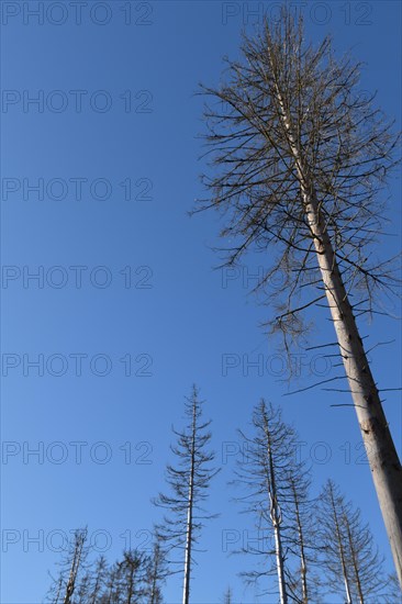 Detailed view of dead larches due to kima change in the Hunsrueck-Hochwald National Park