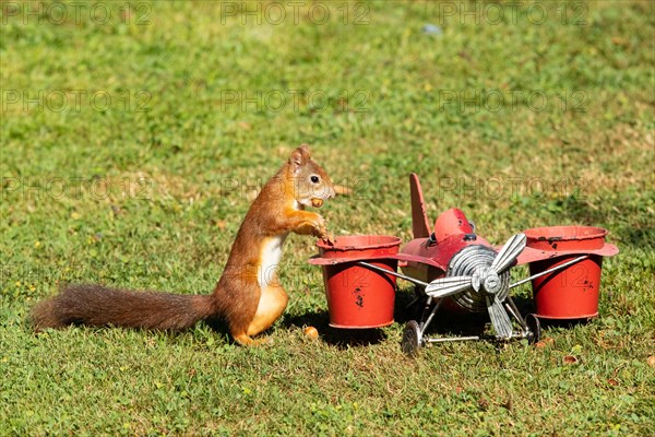 Squirrel with nut in mouth next to aeroplane standing in green grass seen on the right