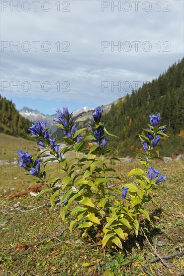 Willow gentian