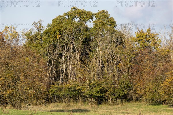 Withered trees