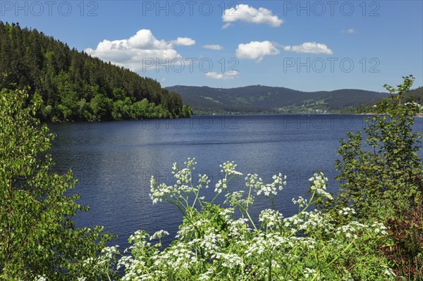 View over the Schluchsee to the Feldberg