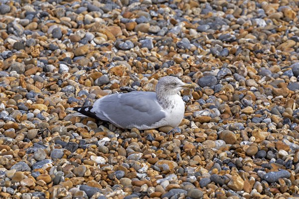 Seagull