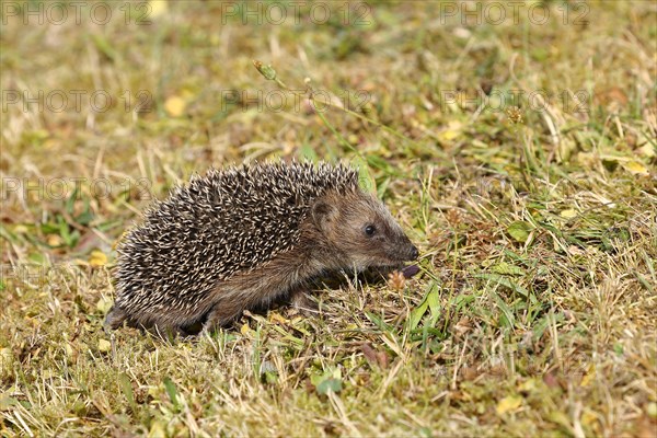 European hedgehog