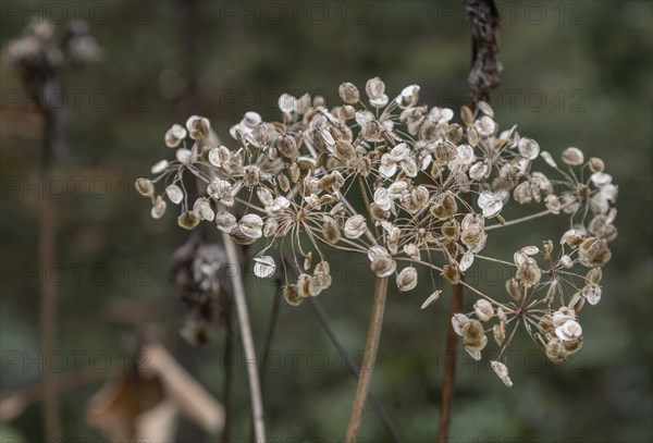 Wild angelica