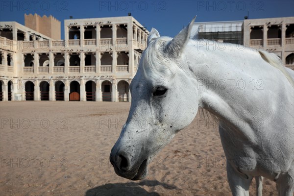 Arabian horse breeding stables in Al Jasra