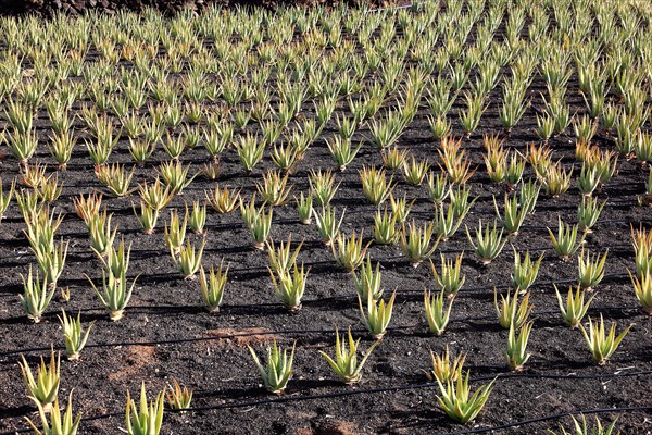 Aloe Vera Plantation at Orzola