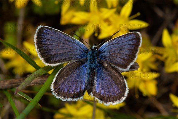 Silver-studded blue